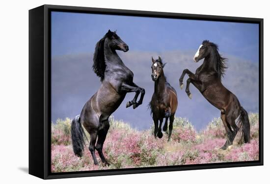 Dream Horses 033-Bob Langrish-Framed Stretched Canvas