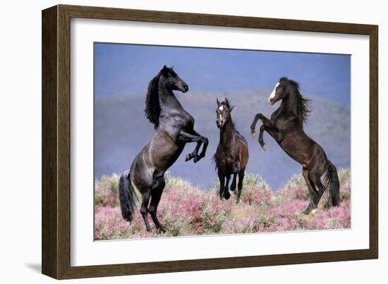 Dream Horses 033-Bob Langrish-Framed Photographic Print