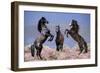 Dream Horses 033-Bob Langrish-Framed Photographic Print