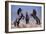 Dream Horses 033-Bob Langrish-Framed Photographic Print