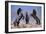 Dream Horses 033-Bob Langrish-Framed Photographic Print