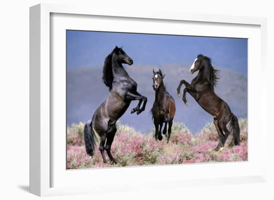 Dream Horses 033-Bob Langrish-Framed Photographic Print