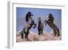 Dream Horses 033-Bob Langrish-Framed Photographic Print