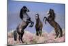 Dream Horses 033-Bob Langrish-Mounted Photographic Print