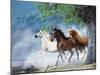 Dream Horses 034-Bob Langrish-Mounted Photographic Print