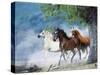 Dream Horses 034-Bob Langrish-Stretched Canvas