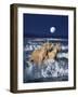 Dream Horses 036-Bob Langrish-Framed Photographic Print