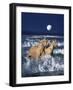 Dream Horses 036-Bob Langrish-Framed Photographic Print