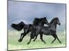 Dream Horses 038-Bob Langrish-Mounted Photographic Print