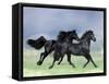 Dream Horses 038-Bob Langrish-Framed Stretched Canvas