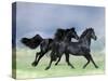 Dream Horses 038-Bob Langrish-Stretched Canvas