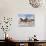 Dream Horses 039-Bob Langrish-Photographic Print displayed on a wall