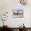 Dream Horses 039-Bob Langrish-Mounted Photographic Print displayed on a wall