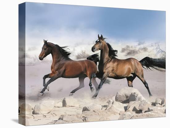 Dream Horses 039-Bob Langrish-Stretched Canvas