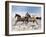 Dream Horses 039-Bob Langrish-Framed Photographic Print