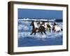 Dream Horses 042-Bob Langrish-Framed Photographic Print