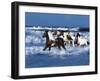 Dream Horses 042-Bob Langrish-Framed Photographic Print