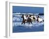 Dream Horses 042-Bob Langrish-Framed Photographic Print