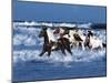 Dream Horses 042-Bob Langrish-Mounted Photographic Print