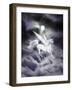 Dream Horses 044-Bob Langrish-Framed Photographic Print