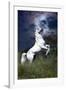 Dream Horses 045-Bob Langrish-Framed Photographic Print