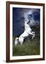 Dream Horses 045-Bob Langrish-Framed Photographic Print