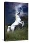 Dream Horses 045-Bob Langrish-Stretched Canvas