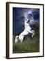 Dream Horses 045-Bob Langrish-Framed Photographic Print