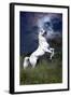 Dream Horses 045-Bob Langrish-Framed Photographic Print