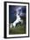 Dream Horses 045-Bob Langrish-Framed Photographic Print