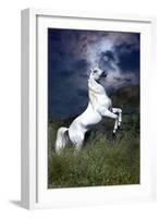 Dream Horses 045-Bob Langrish-Framed Photographic Print