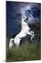 Dream Horses 045-Bob Langrish-Mounted Photographic Print