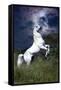 Dream Horses 045-Bob Langrish-Framed Stretched Canvas