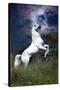 Dream Horses 045-Bob Langrish-Stretched Canvas