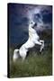 Dream Horses 045-Bob Langrish-Stretched Canvas