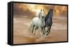 Dream Horses 046-Bob Langrish-Framed Stretched Canvas