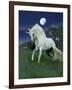 Dream Horses 047-Bob Langrish-Framed Photographic Print