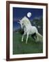 Dream Horses 047-Bob Langrish-Framed Photographic Print