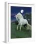 Dream Horses 047-Bob Langrish-Framed Premium Photographic Print