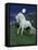 Dream Horses 047-Bob Langrish-Framed Stretched Canvas