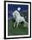 Dream Horses 047-Bob Langrish-Framed Photographic Print