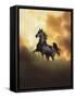 Dream Horses 049-Bob Langrish-Framed Stretched Canvas