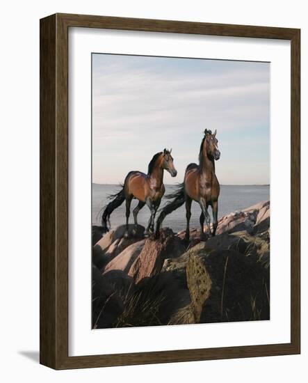Dream Horses 059-Bob Langrish-Framed Photographic Print