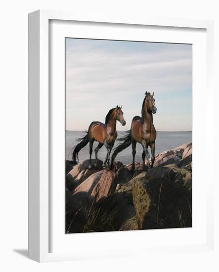 Dream Horses 059-Bob Langrish-Framed Photographic Print