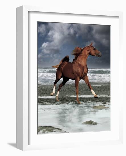 Dream Horses 062-Bob Langrish-Framed Photographic Print