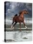 Dream Horses 062-Bob Langrish-Stretched Canvas