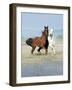 Dream Horses 067-Bob Langrish-Framed Photographic Print