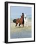 Dream Horses 067-Bob Langrish-Framed Photographic Print