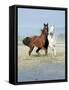 Dream Horses 067-Bob Langrish-Framed Stretched Canvas