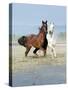 Dream Horses 067-Bob Langrish-Stretched Canvas